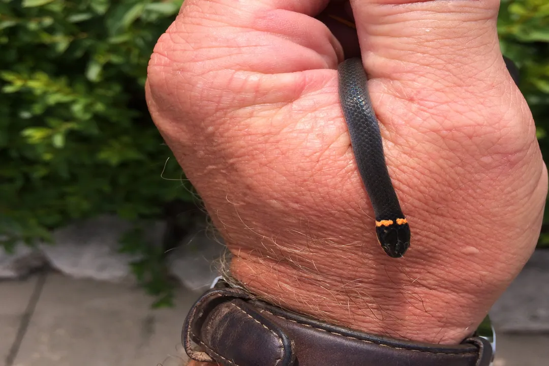 Why do I keep finding ringneck snakes in my house?, Handling Encounters