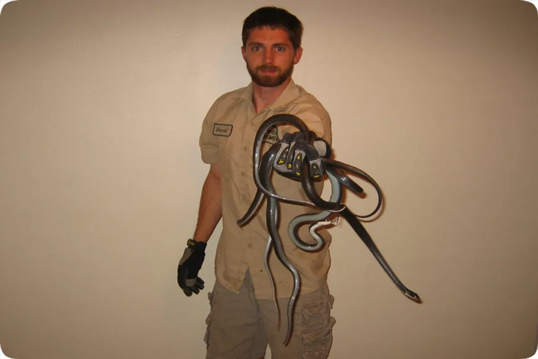 Why do I keep finding ringneck snakes in my house?