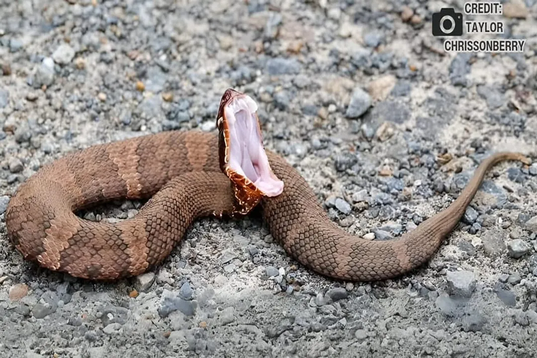 Why do I keep finding ringneck snakes in my house?, Distinctive Look