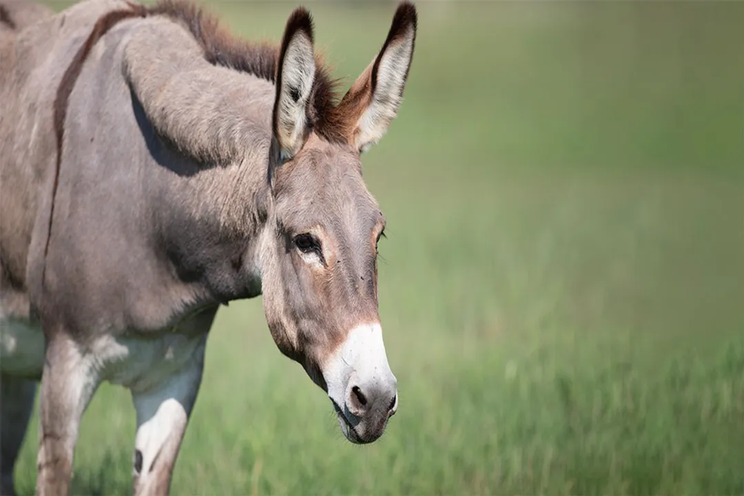Why do mules eat less than horses?, Gut Processing Speed
