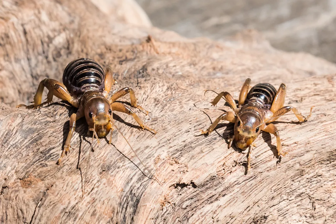 Why do they call it a potato bug?, Why Potato Bug
