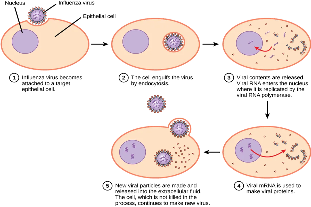 Why do viruses require host cells to replicate?, Infection Sequence