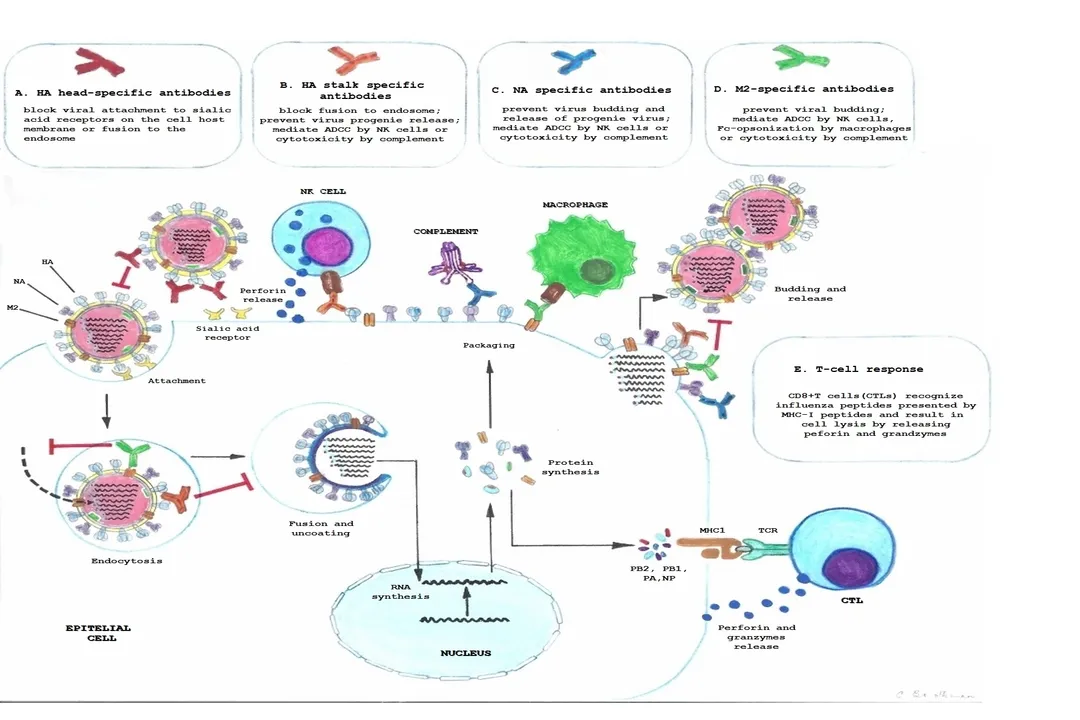 Why do viruses require host cells to replicate?, Basic Structure