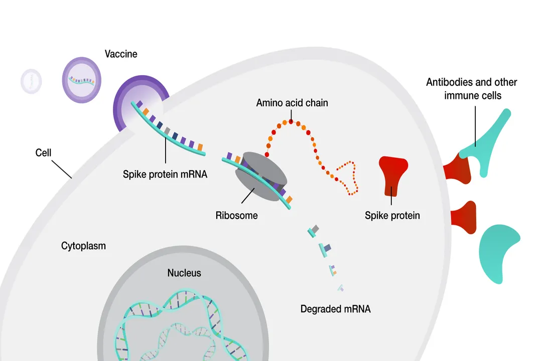 Why do viruses require host cells to replicate?, Cellular Toolkit