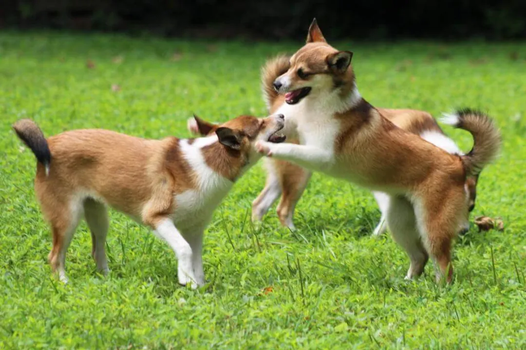 Why does a Lundehund have extra toes?, Functional Grip