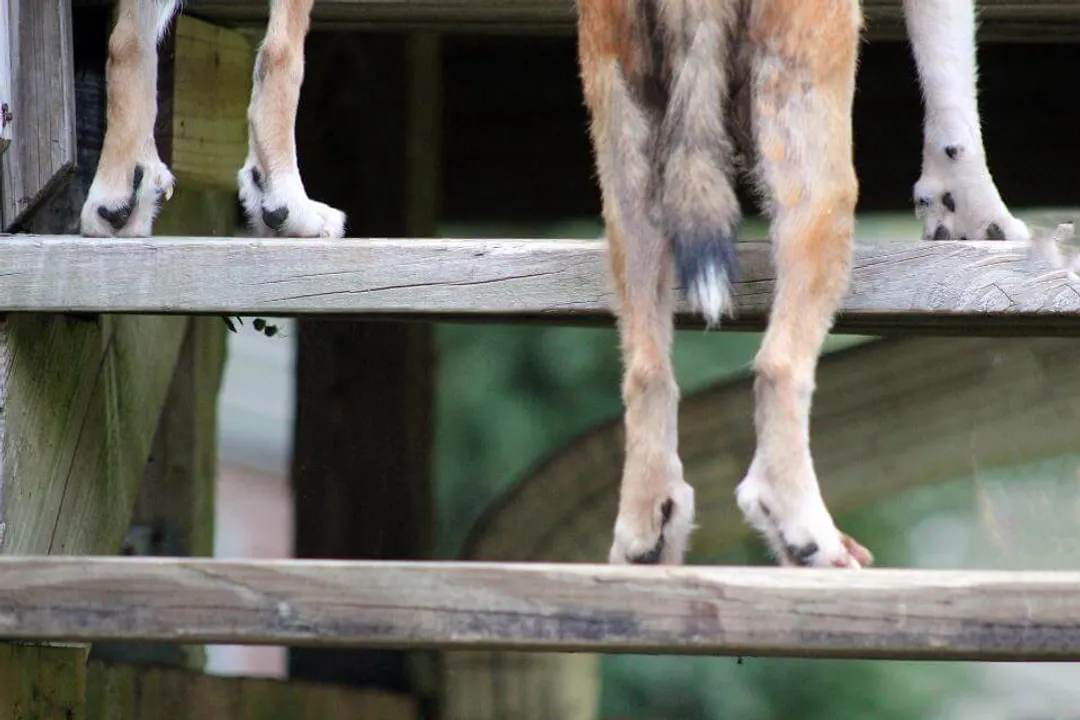 Why does a Lundehund have extra toes?, Six Toes