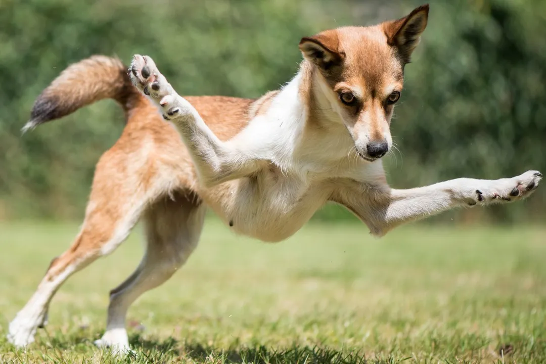 What specific task led to the Norwegian Lundehund developing its specialized six-toed structure on treacherous coastal cliffs?