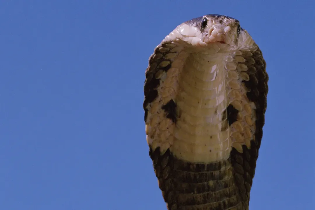 Why does king cobra eat snakes?, Feeding Mechanisms