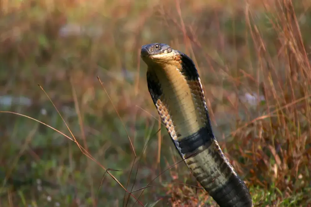 Why does king cobra eat snakes?, A Specialist Diet