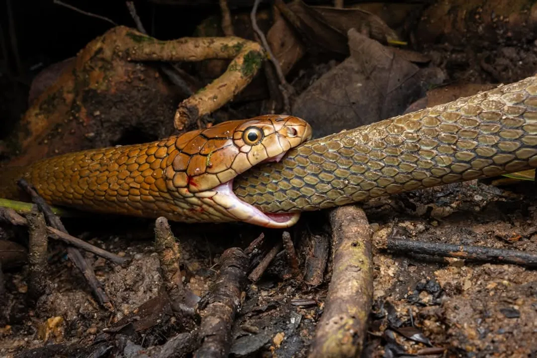 Why does king cobra eat snakes?, Prey Selection Nuances