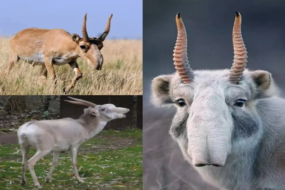 Why does saiga look like that?, Proboscis Puzzle