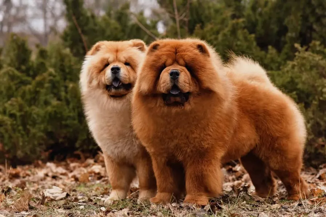 Why don't Chow Chows like to cuddle?, Independent Spirit