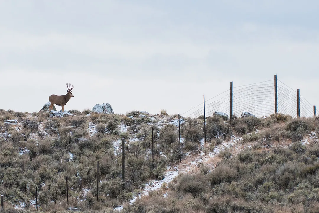 Why don't pronghorn jump fences?, Fence Height Reality