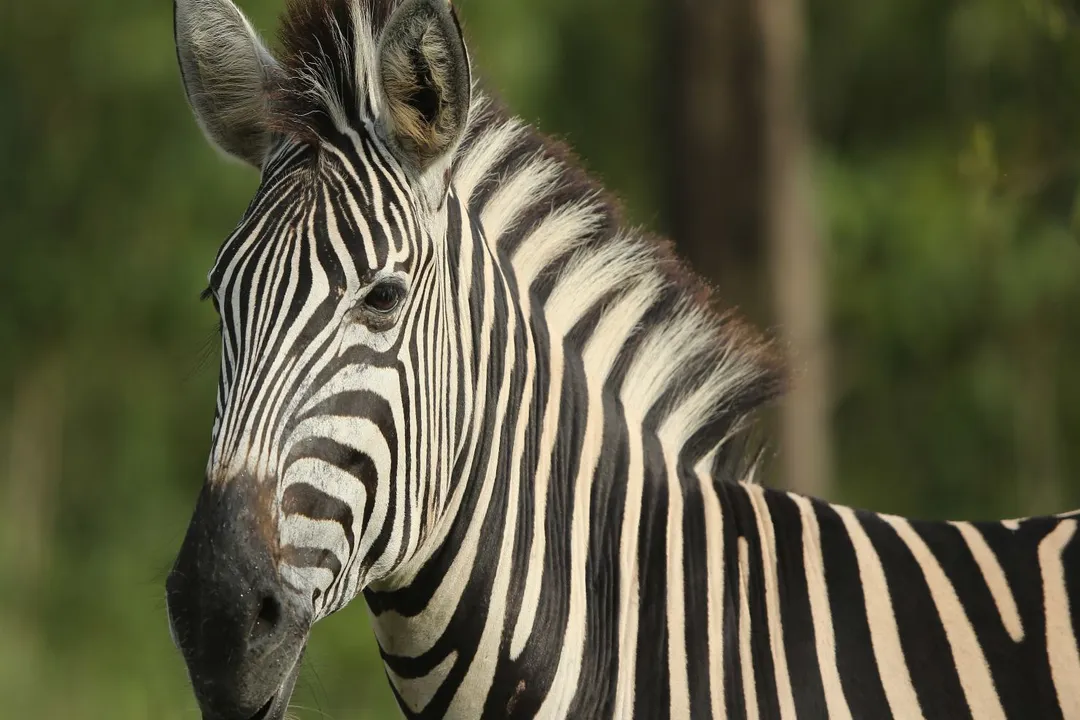 Why don't zebras get bitten by mosquitoes?, Insect Defense