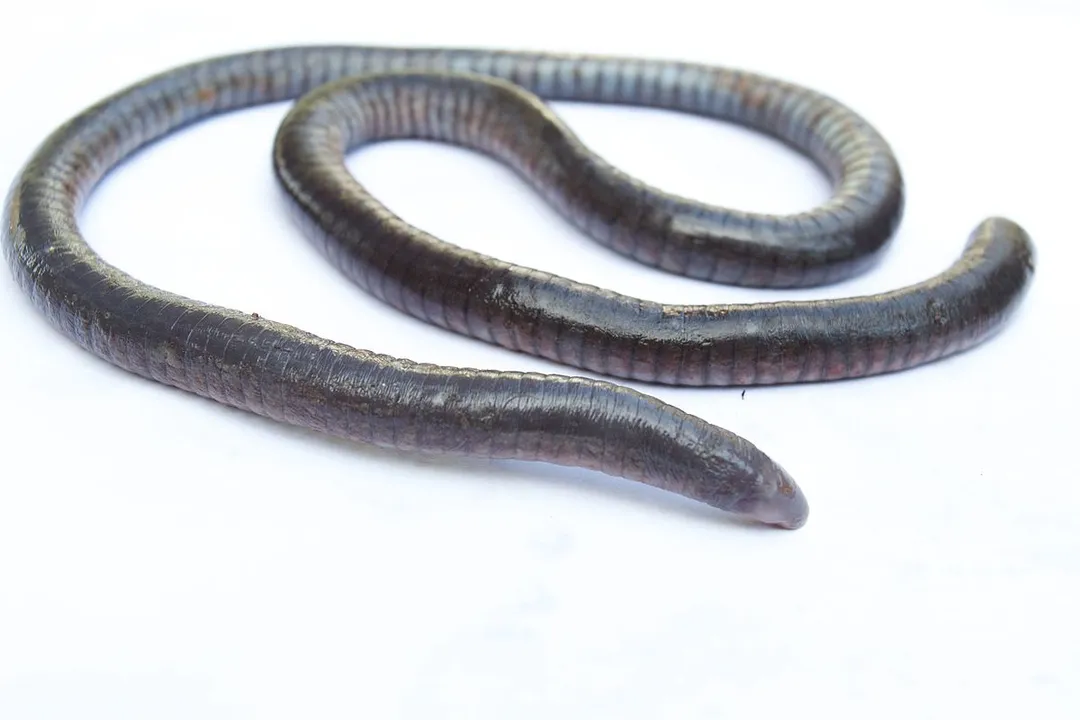 Why is a caecilian not considered a worm?