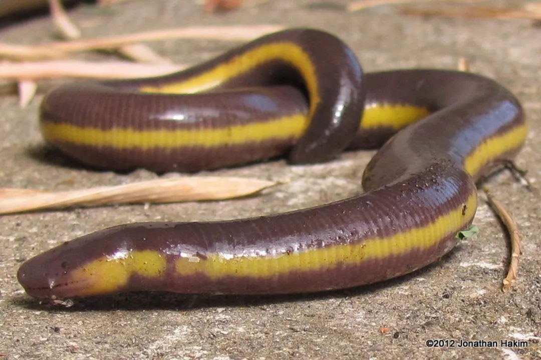 Why is a caecilian not considered a worm?, Skin and Sensory Apparatus
