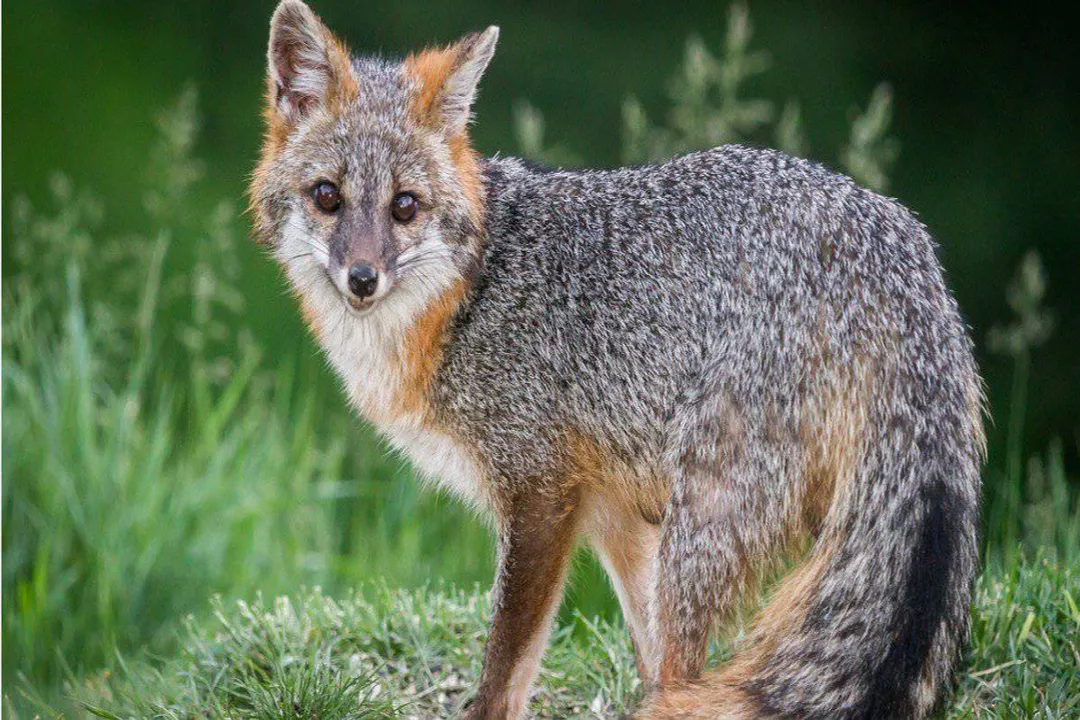 Why is a gray fox not a true fox?, Taxonomic Divide