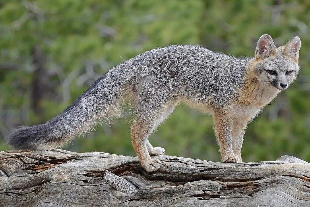 Why is a gray fox not a true fox?