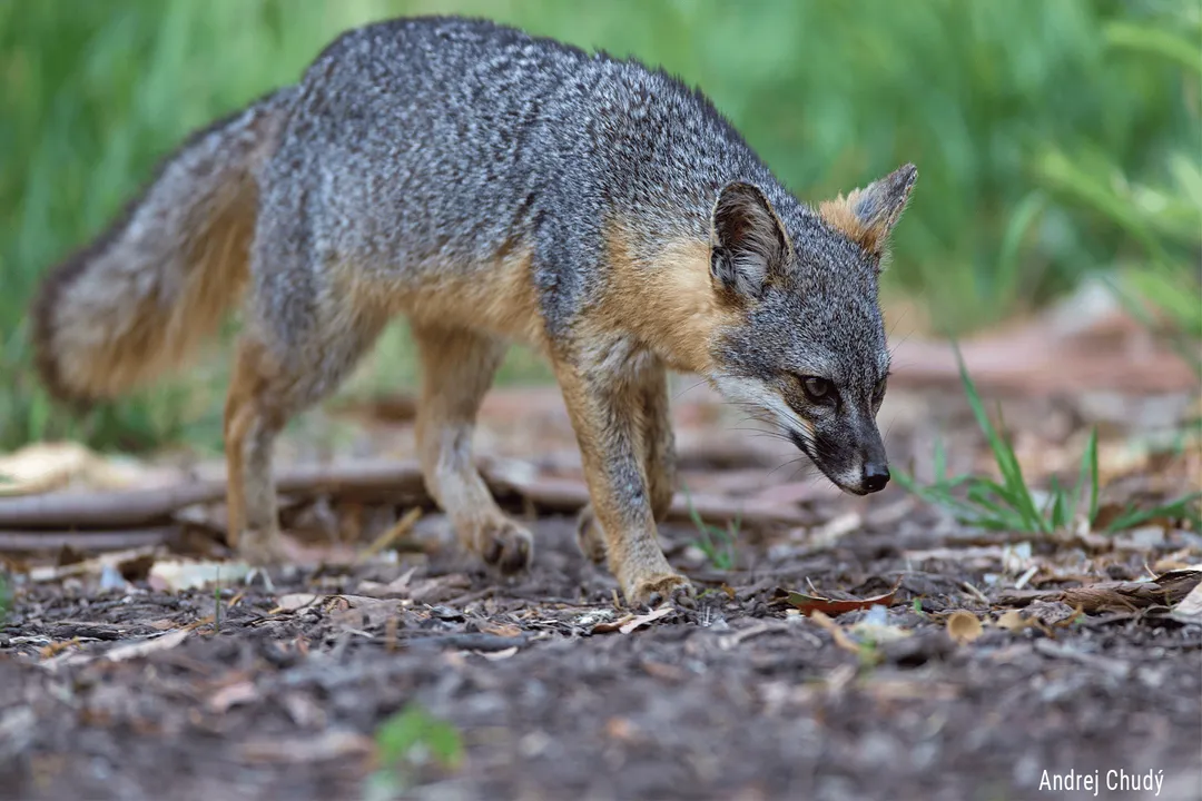 Why is a gray fox not a true fox?, Distinguishing Physical Features