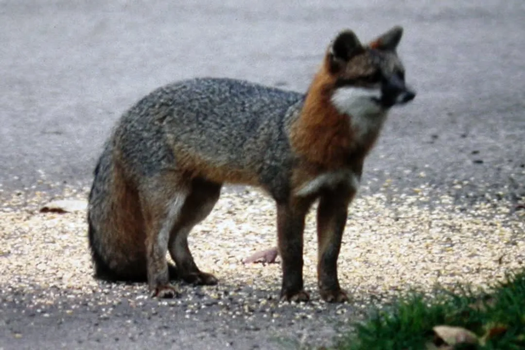 Why is a gray fox not a true fox?, Unique Anatomy