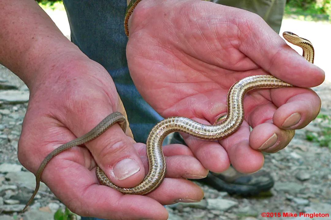 Why is a queen snake called a queen snake?, Patterned Beauty