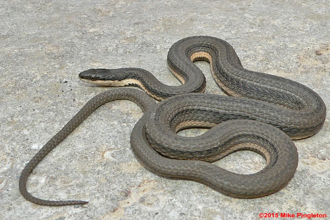 Why is a queen snake called a queen snake?