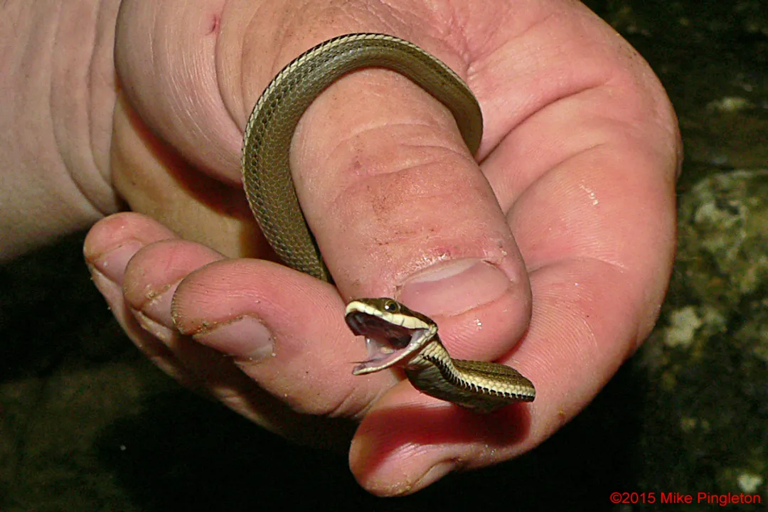 Why is a queen snake called a queen snake?, Royal Nomenclature