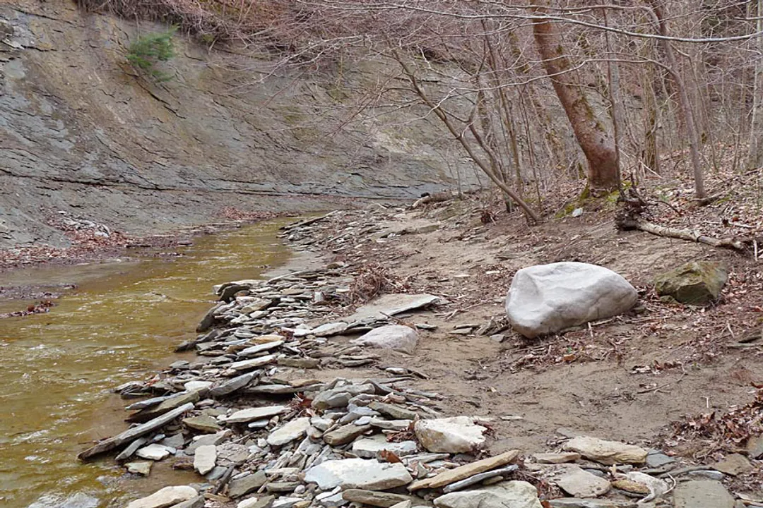 Why is a queen snake called a queen snake?, Specialized Diet