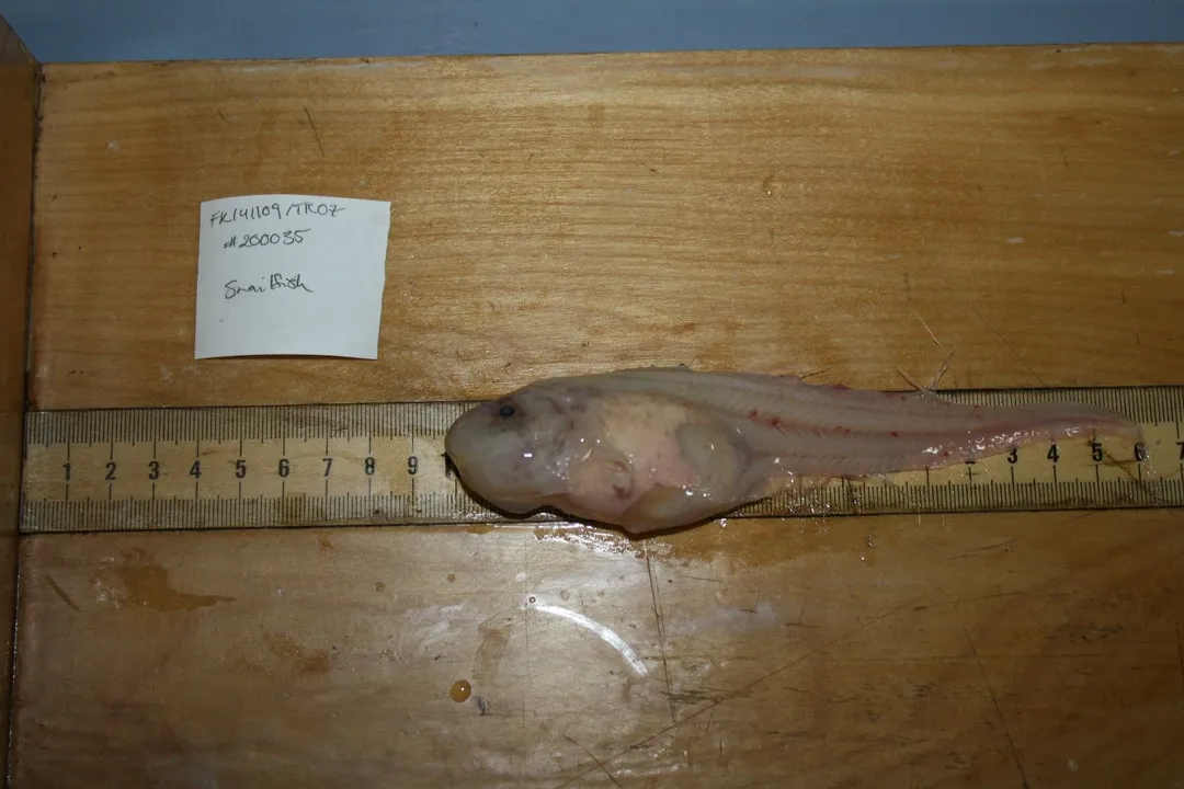 Why is a snailfish called a snailfish?, Pressure Science
