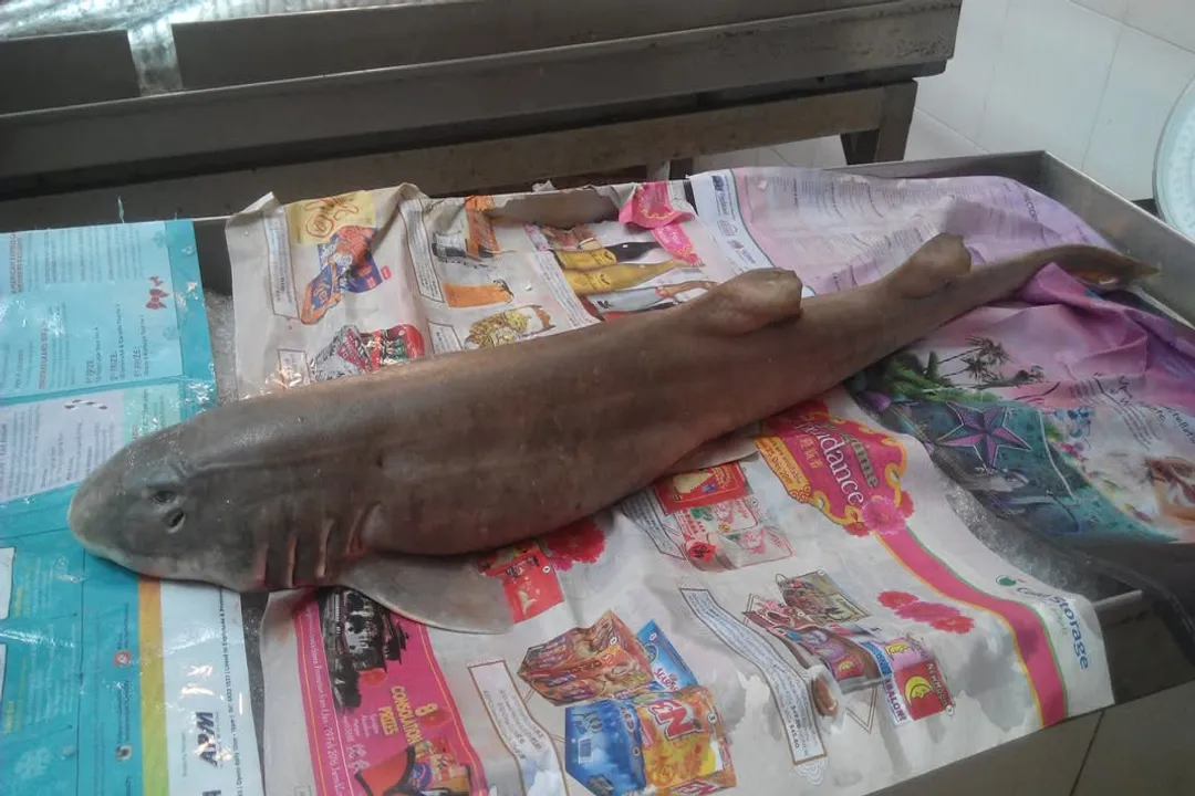 Why is it called a bamboo shark?, Slender Form