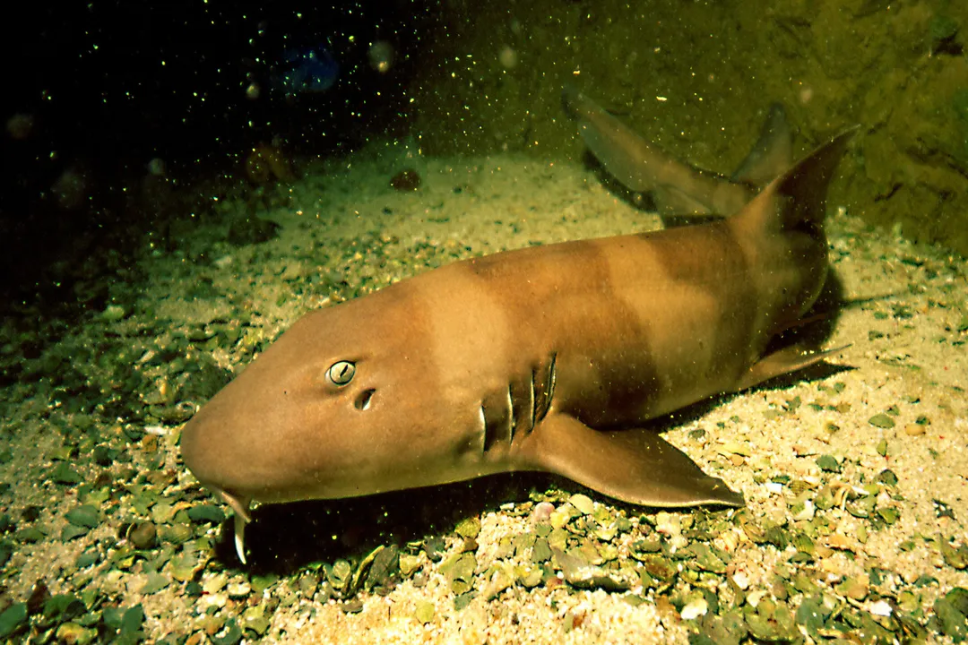 Why is it called a bamboo shark?