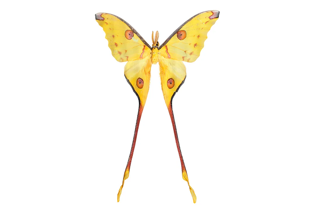 Why is it called a comet moth?, Scientific Naming