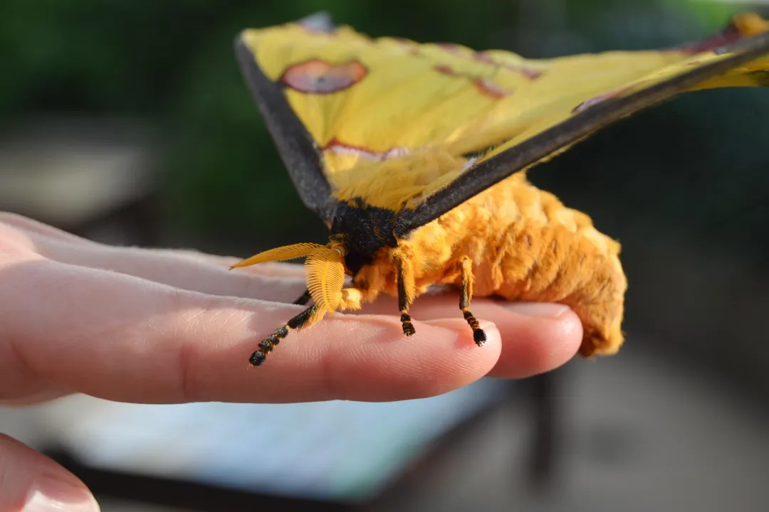 Why is it called a comet moth?, Adult Diet