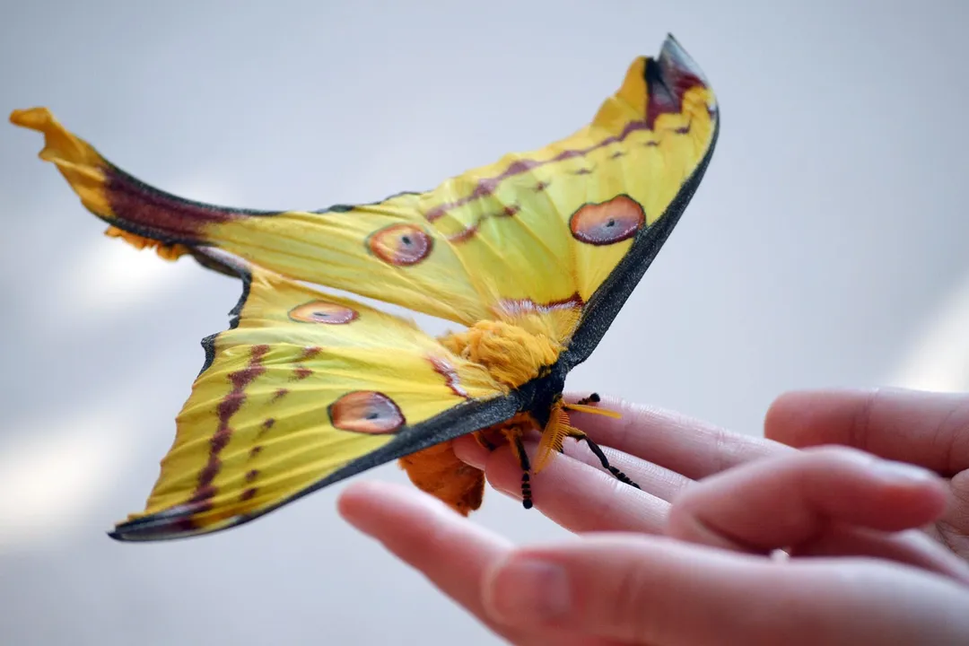 Why is it called a comet moth?, Madagascar Home