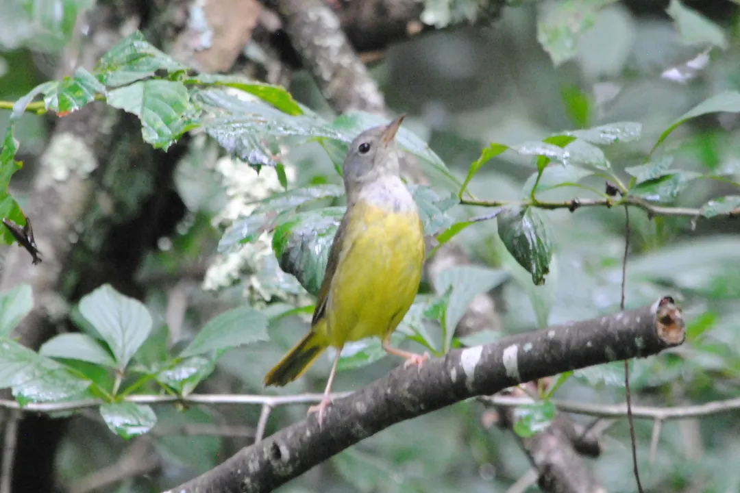 Why is it called a mourning warbler?, Male Plumage