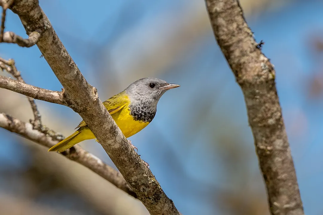 Why is it called a mourning warbler?, Female Appearance