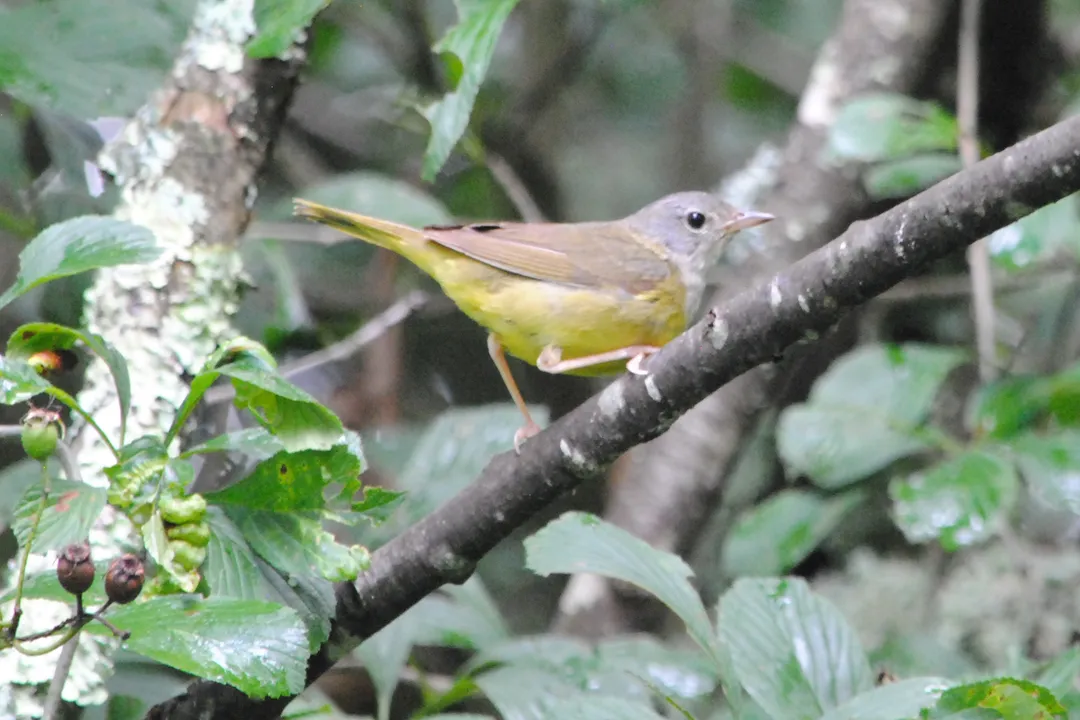 Why is it called a mourning warbler?, Forest Habitat