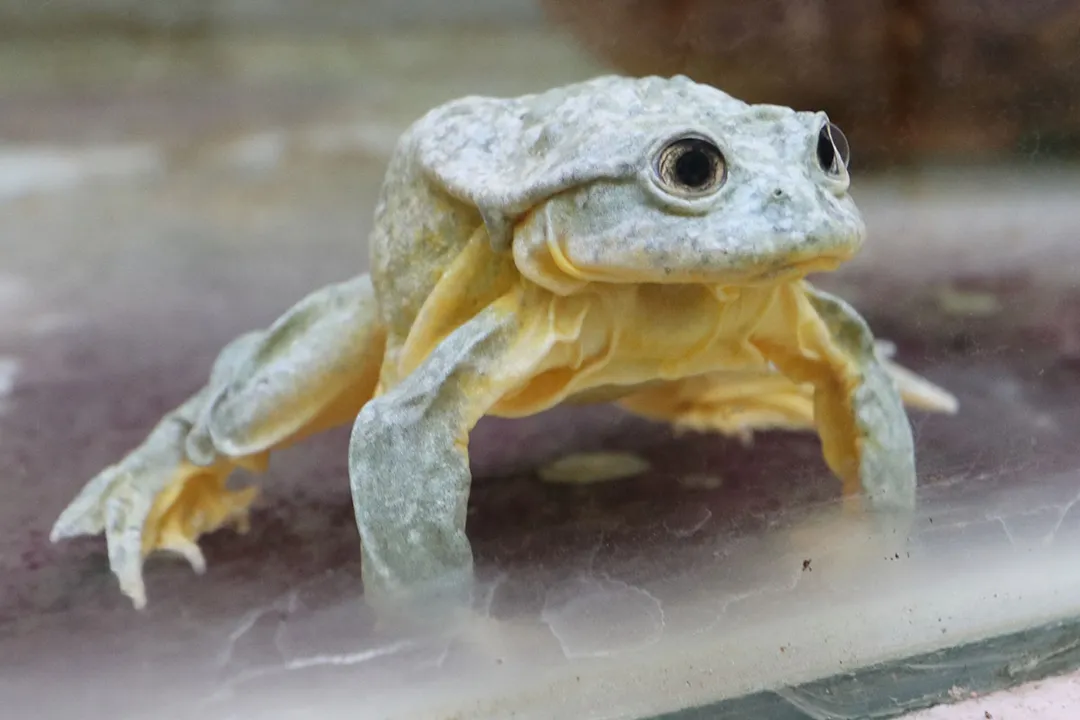Why is it called a scrotum frog?, Titicaca Life