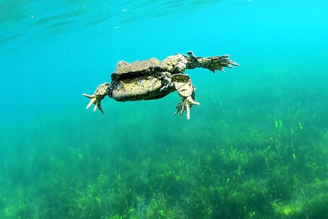 Why is it called a scrotum frog?, Survival Fight