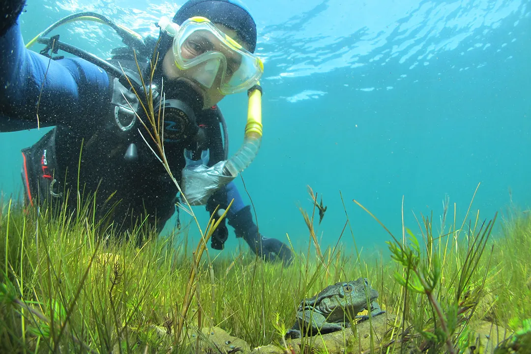 Why is it called a scrotum frog?, Wrinkled Skin
