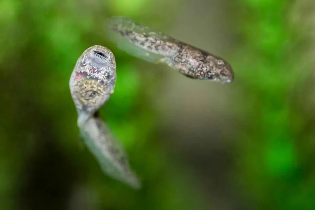 Why is it called a scrotum frog?