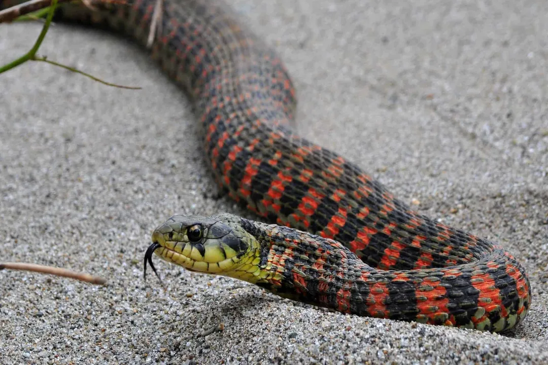 Why is it called keelback snake?, Contrasting Ecology and Survival
