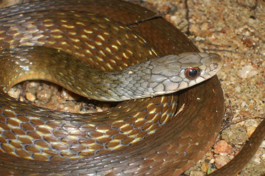 Why is it called keelback snake?, The Significance of Scale Structure