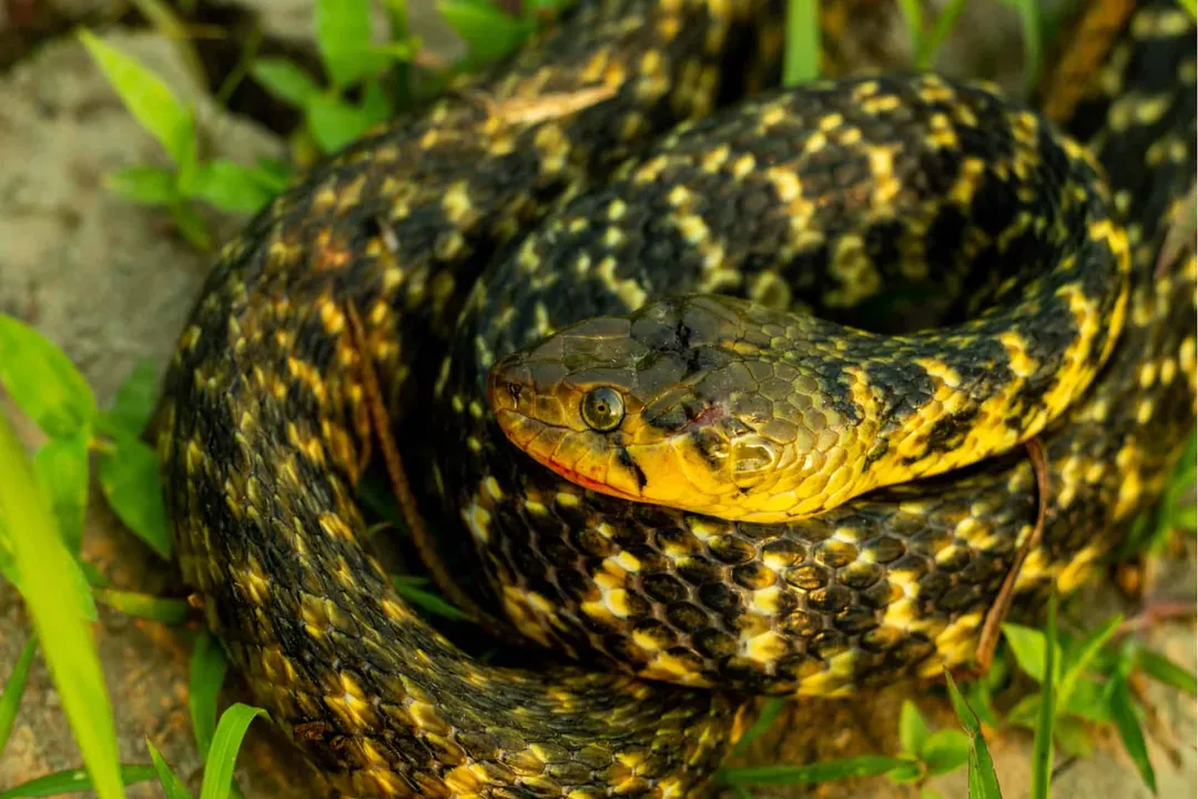 Why is it called keelback snake?, Dual Defense Mechanisms