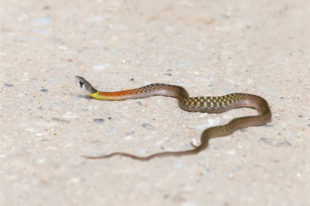 Why is it called keelback snake?, Water Snakes