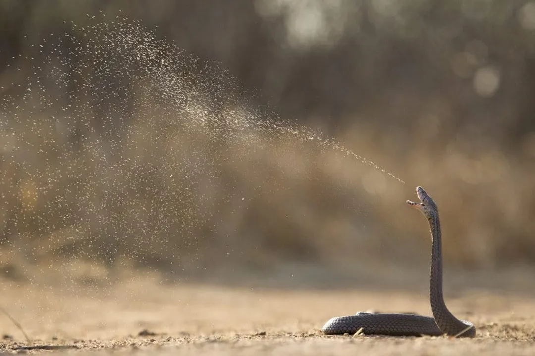 Why is it called Mozambique Spitting Cobra?, Potent Toxins