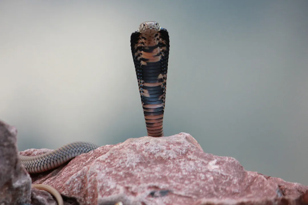 Why is it called Mozambique Spitting Cobra?, Appearance and Variation