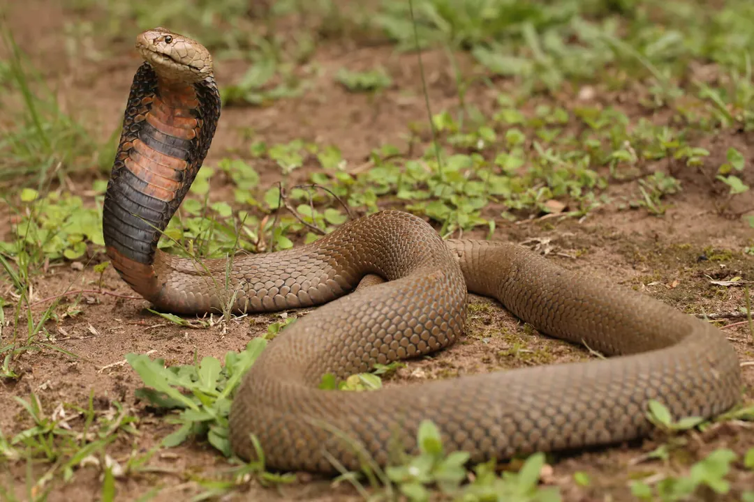 Why is it called Mozambique Spitting Cobra?