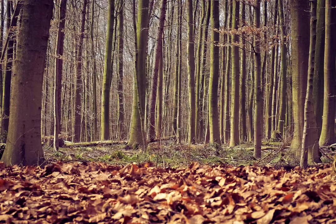 Why is it so dark in the night?, Age Constraint