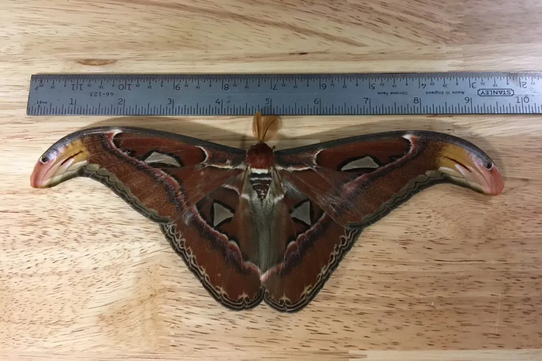 Why is the Atlas Moth illegal?, Invasive Threat